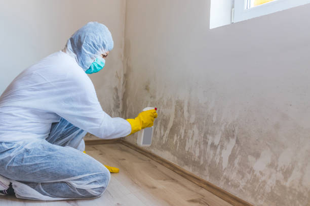 Licensed Commercial Mold Remediation service in Malden, MA - WQB Mold Removal